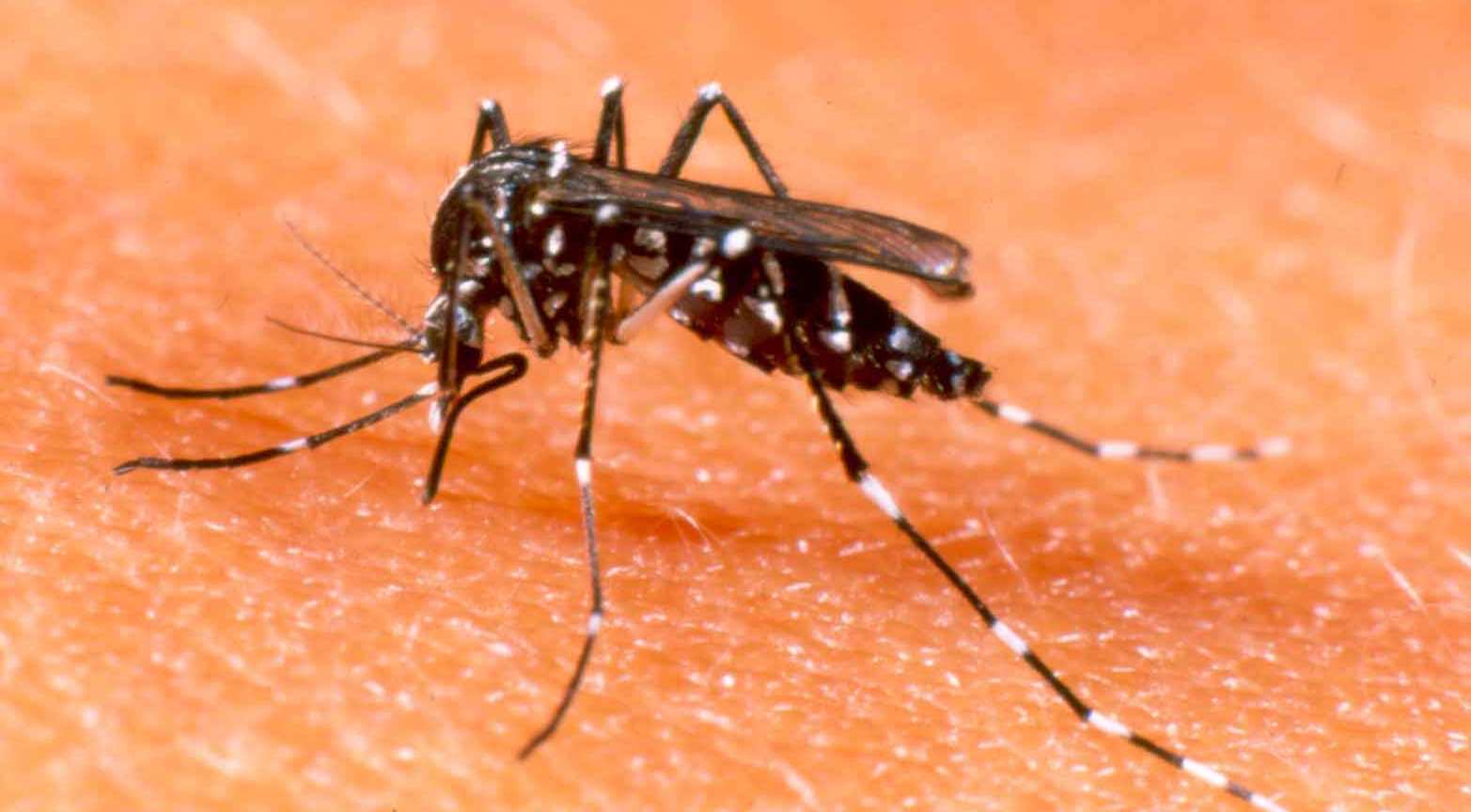 dengue_mosquito_vacina