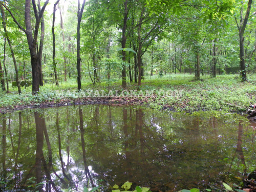 karim-forest2|Kareem-forest1