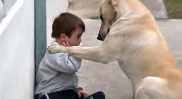 hernam_himalaia|menino_down_labrador