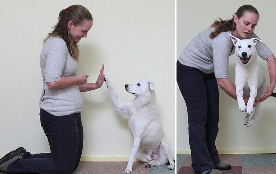 cao-g1|cao_g2|cao_g3|cao_g4