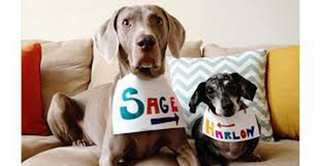 hs0|harlonandsage|h1|h2