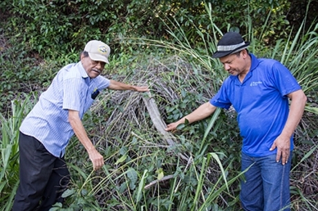 plantas_dengue_timbo|planta_dengue