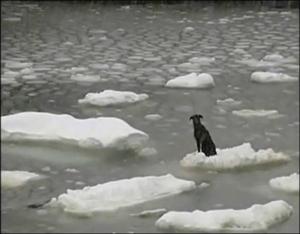 video_resgate_animais