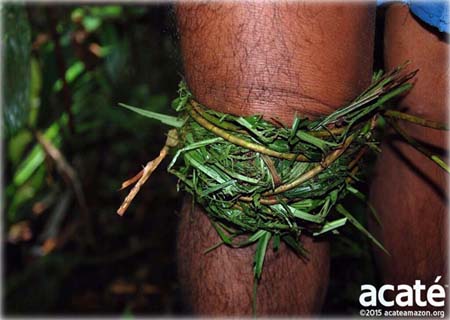 Foto: reprodução/AcateAmzon.org