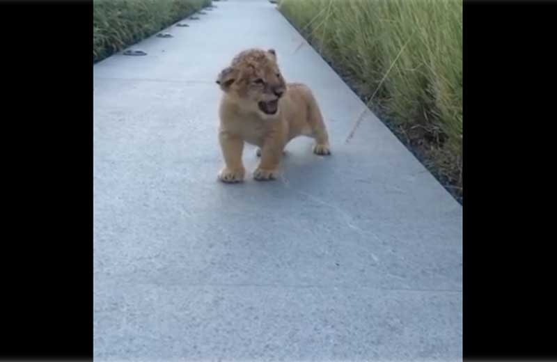 Foto: reprodução/Youtube|