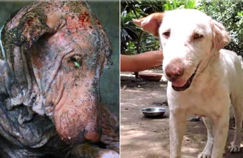 Foto: reprodução/Youtube|Foto: reprodução/Youtube