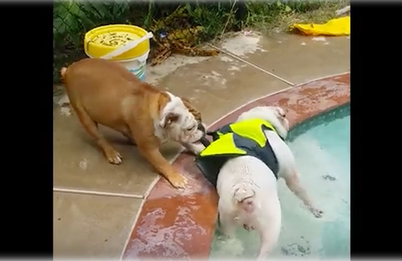 Foto: reprodução/Facebook