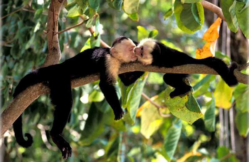 Fotos: CorreiodoBrasil|