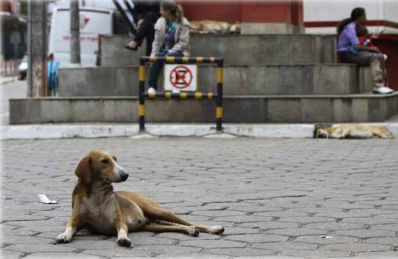 Foto: Rodrigo Clemente