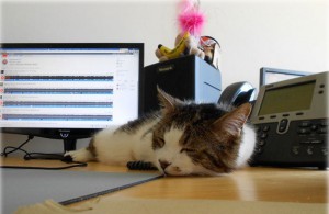 empresa-gatos-close-2