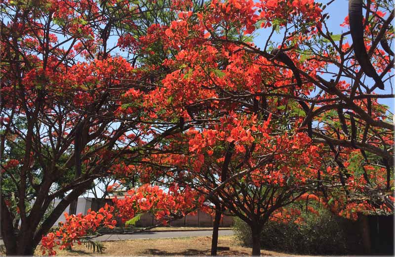 Fotos: SóNotíciaBoa/ROS|||||
