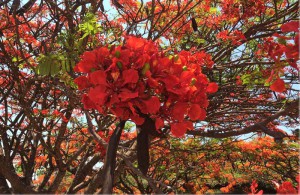 flamboyant nova close 2