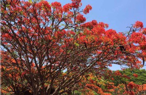 flamboyant-nova-close-3