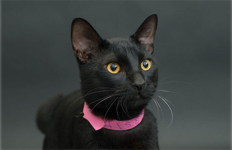 Fotos: Casey Elise|||