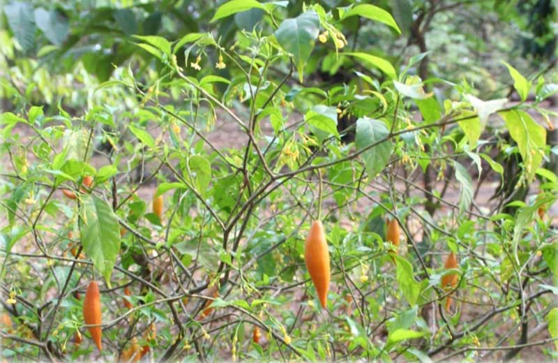 Foto: Marco Schmidt / Creative Commons