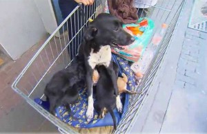 sem-teto-veterinario-close-2