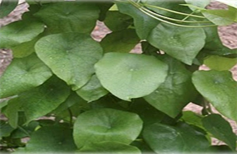 Foto: PlanetaSustentável