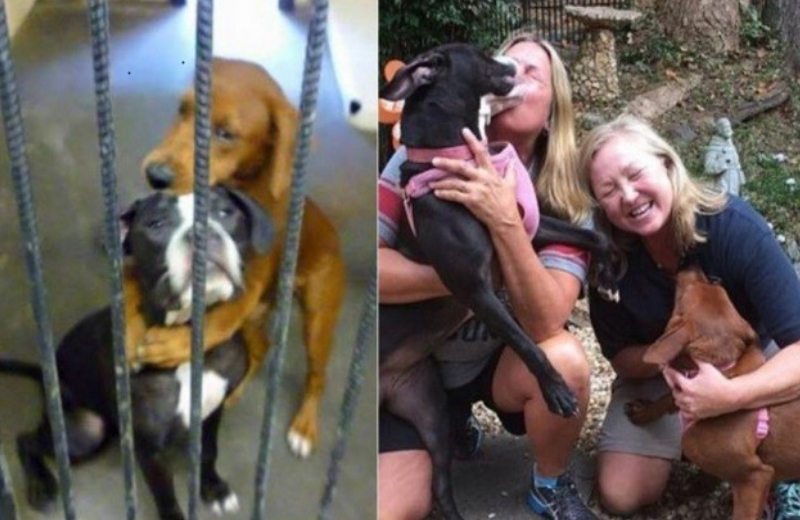 Foto: Angels Among Us Pet Rescue