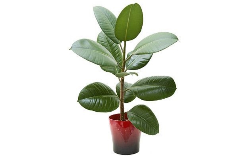 ficus_planta