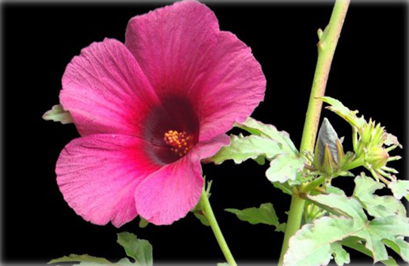 Foto: Hibiscus cannabinus/Fapesc
