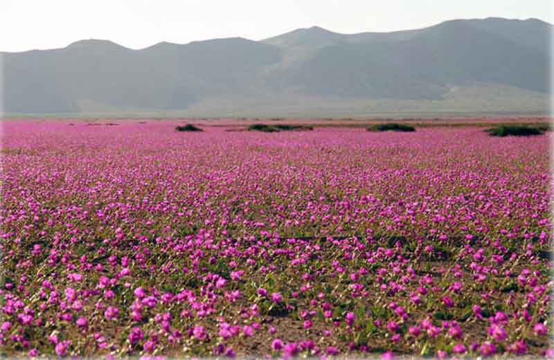 Fotos: AFP Photo/Carlos Aguilar||||