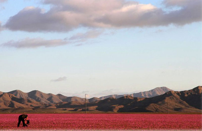flores-deserto-close-2