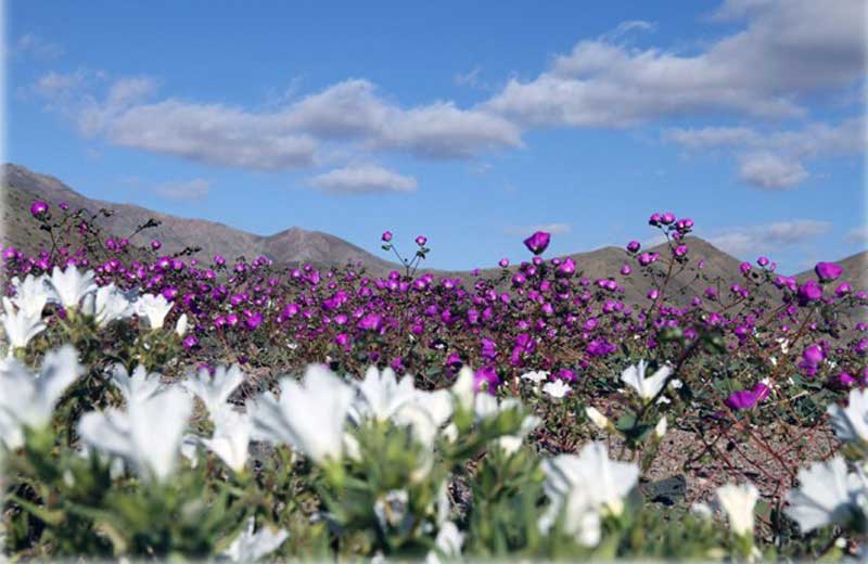 flores-deserto-close-4