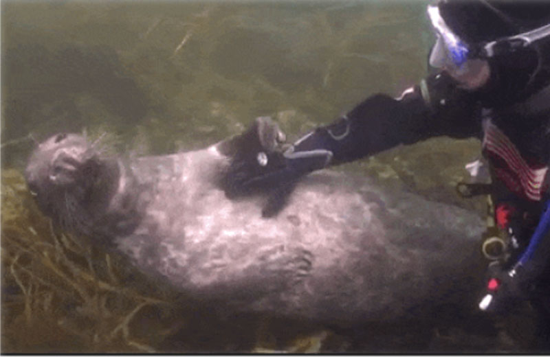 foca-mergulhador-close-2