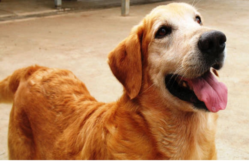 O cão Ringo Foto: Centro de Pesquisa sobre o Genoma Humano e Células-Tronco da USP|Geneticistas: Mayana Zatz e Natássia Vieira buscam tratamento para distrofia muscular de Duchenne