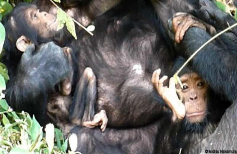 Foto: Michio Nakamura