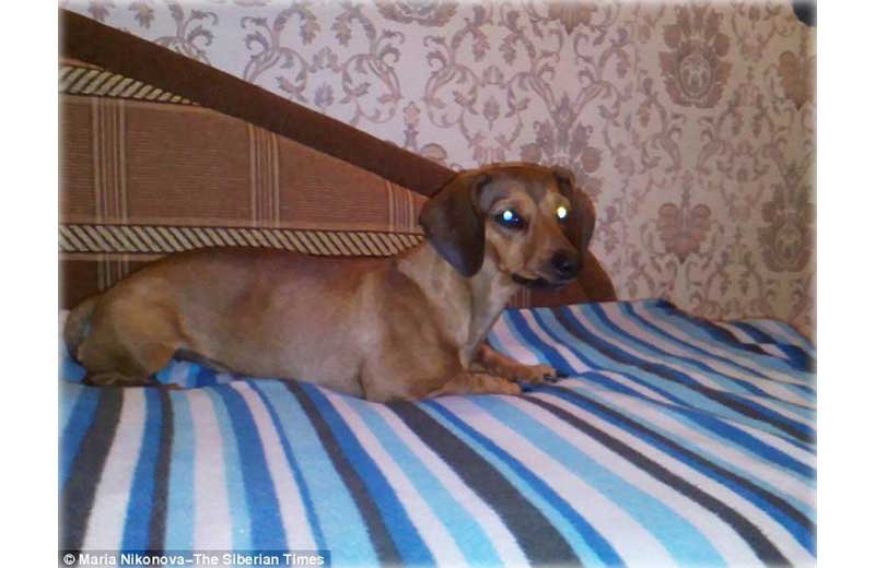 |Foto: The Siberian Times||