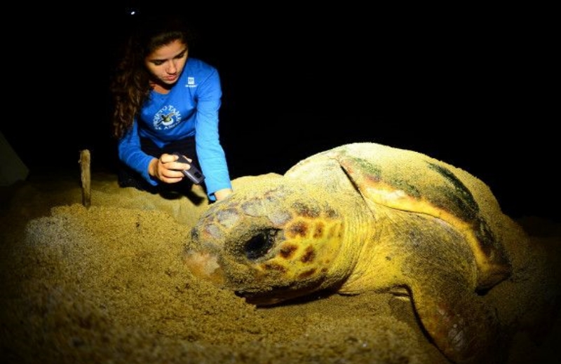 Foto: Projeto Tamar|