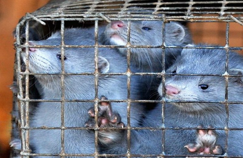 Foto: Viktor Drachev/AFP/Getty Images