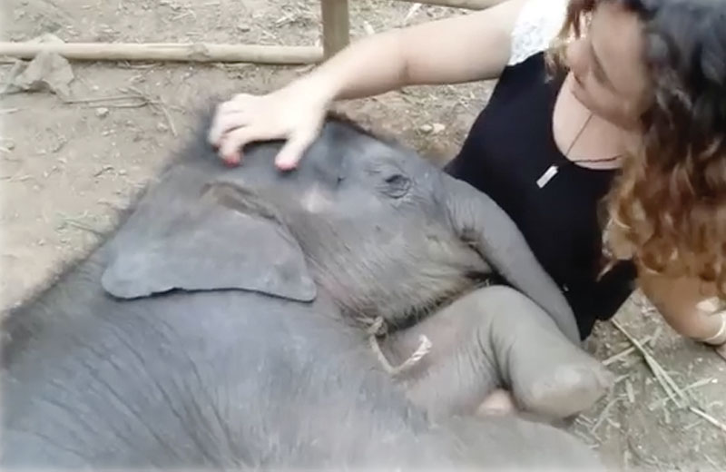 Foto: reprodução/Youtube/ViralHog