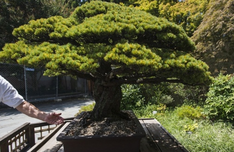 Foto: U.S. National Arboretum|