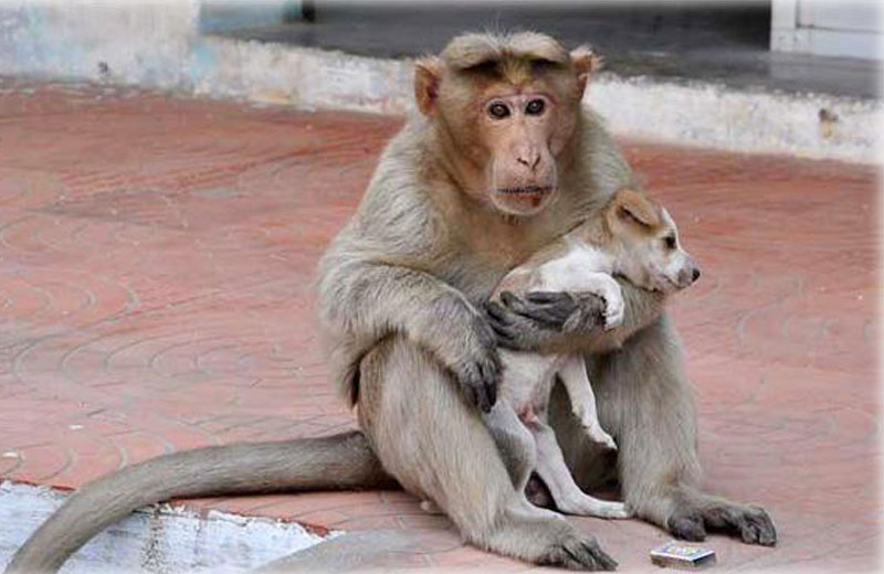 Fotos: Bored Panda||||