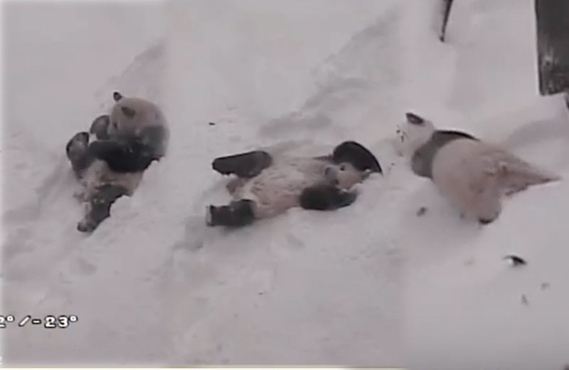 Fotos: reprodução/Youtube/NationalZoo