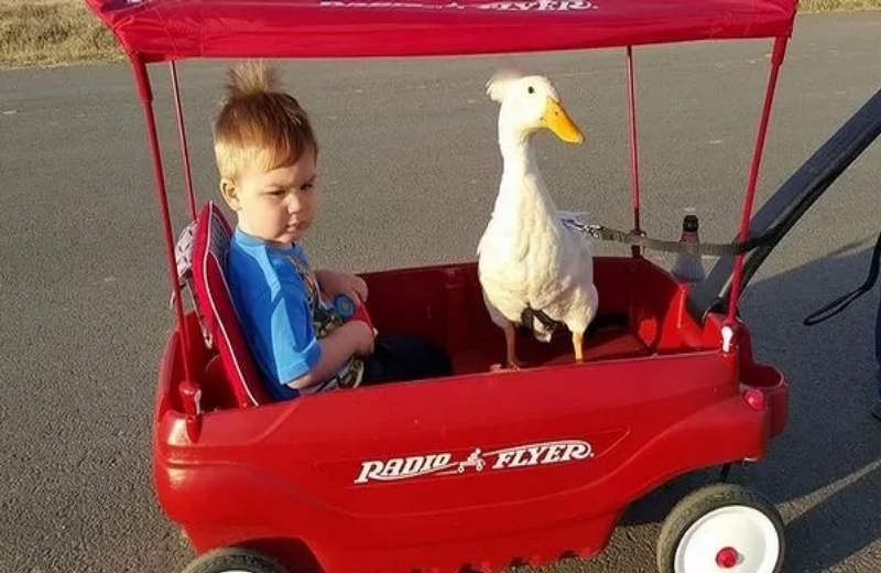 Foto: Reprodução Facebook