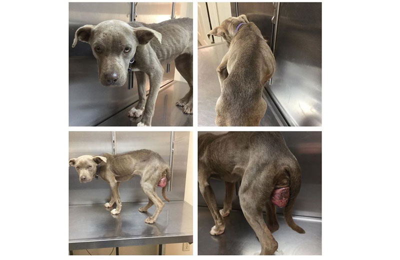 Fotos: Andy Mathis, Granite Hills Animal Care