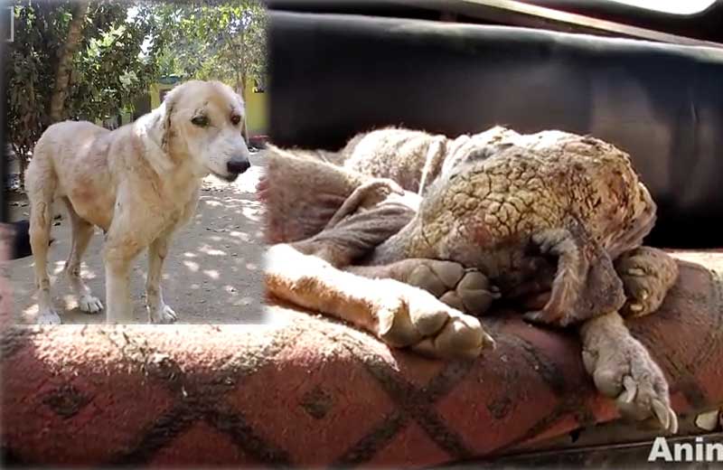 Foto: reprodução Animal Aid /Youtube