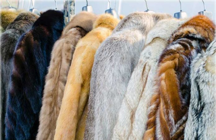 comercio-pele-animais-close|pele-animais-proibe|pele-animais-proibe Foto: iStock / Getty Images|Foto: iStock / Getty Images|Foto: iStock / Getty Images