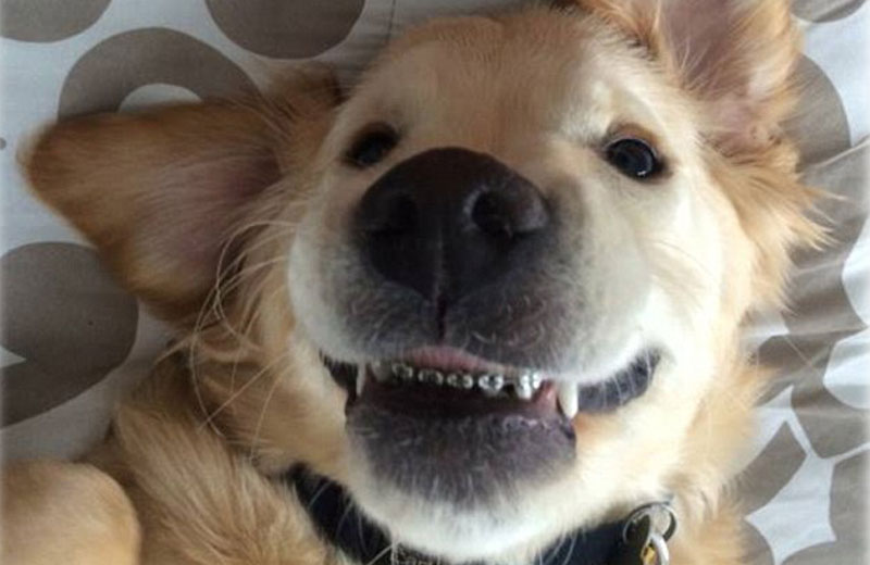 Fotos: Haróborfront Hospital for Animals|