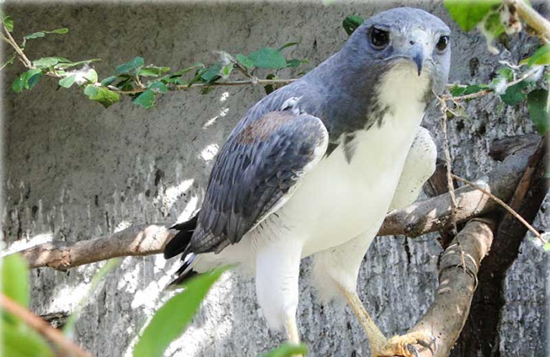 santuario-aves-close-1