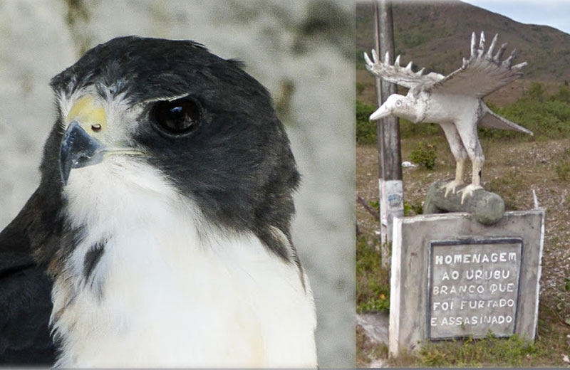 santuário-aves-close-3