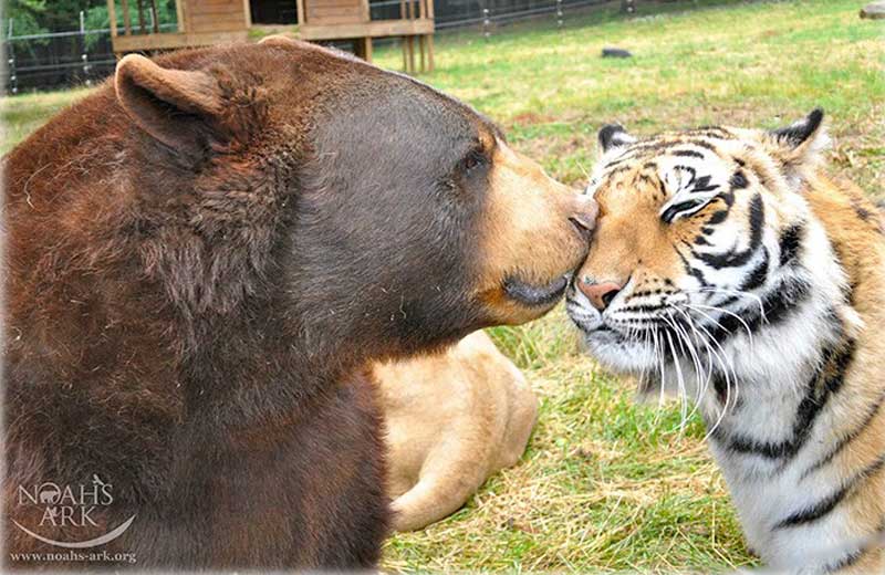 animais-inseparaveis-close-2