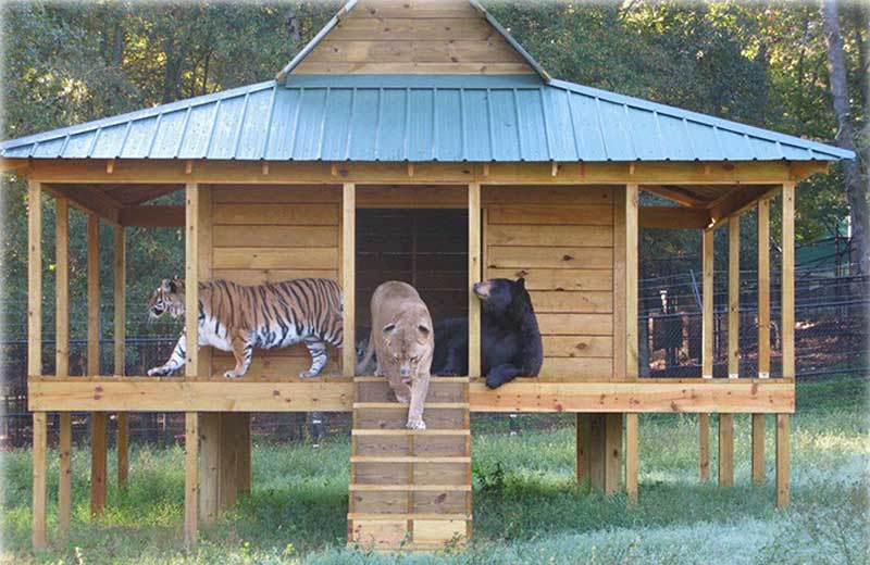 animais-inseparáveis-close-3