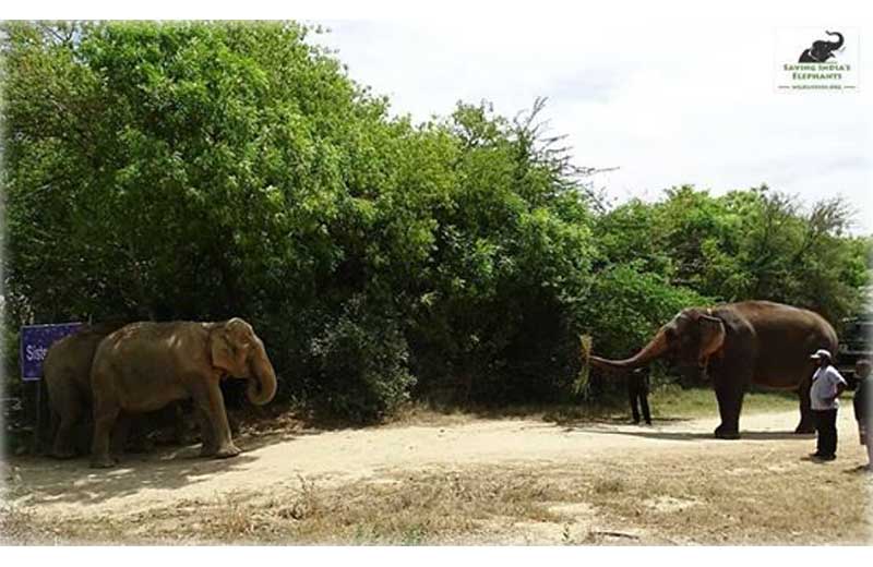 elefanta-irmãs-close-2