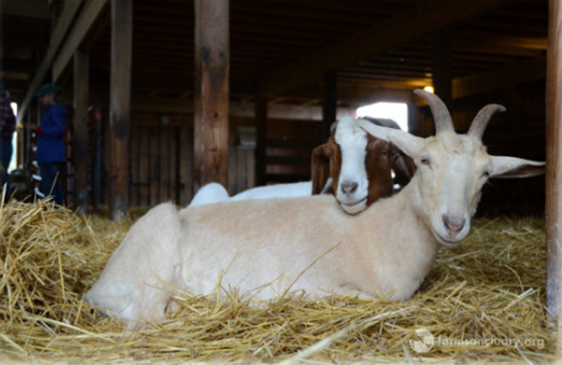 Foto: FarmSanctuary||