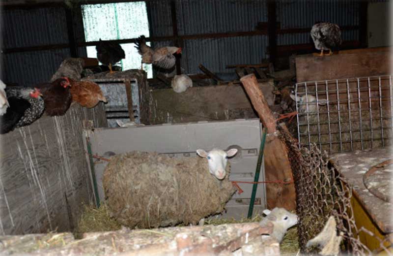 Foto: FarmSanctuary