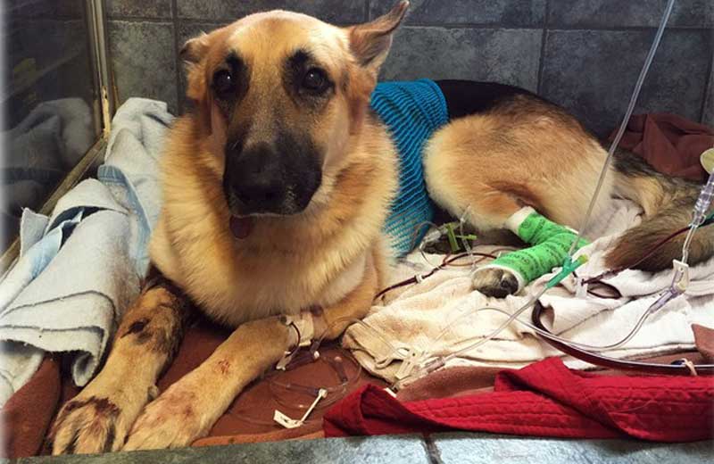 Foto: AP Photo/Tamara Lush